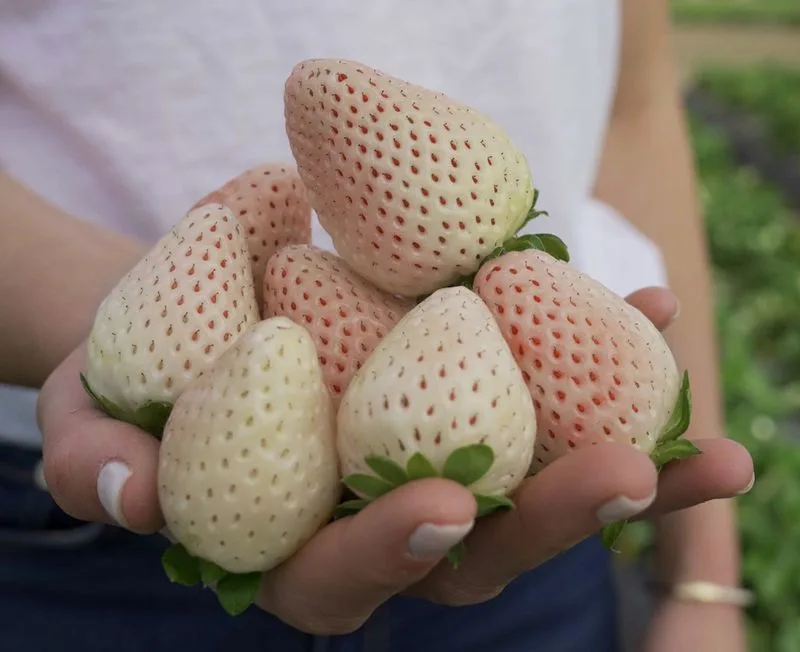 Harvesting Techniques