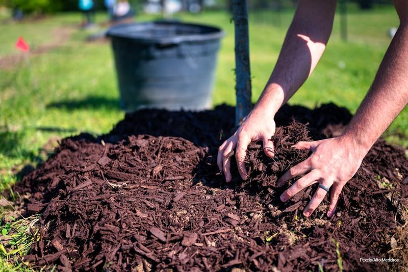 Mulching for Moisture Retention