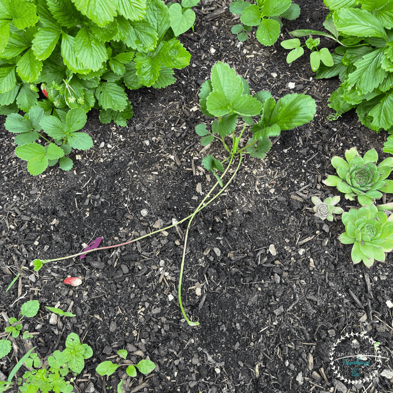 Mulching for Moisture Retention