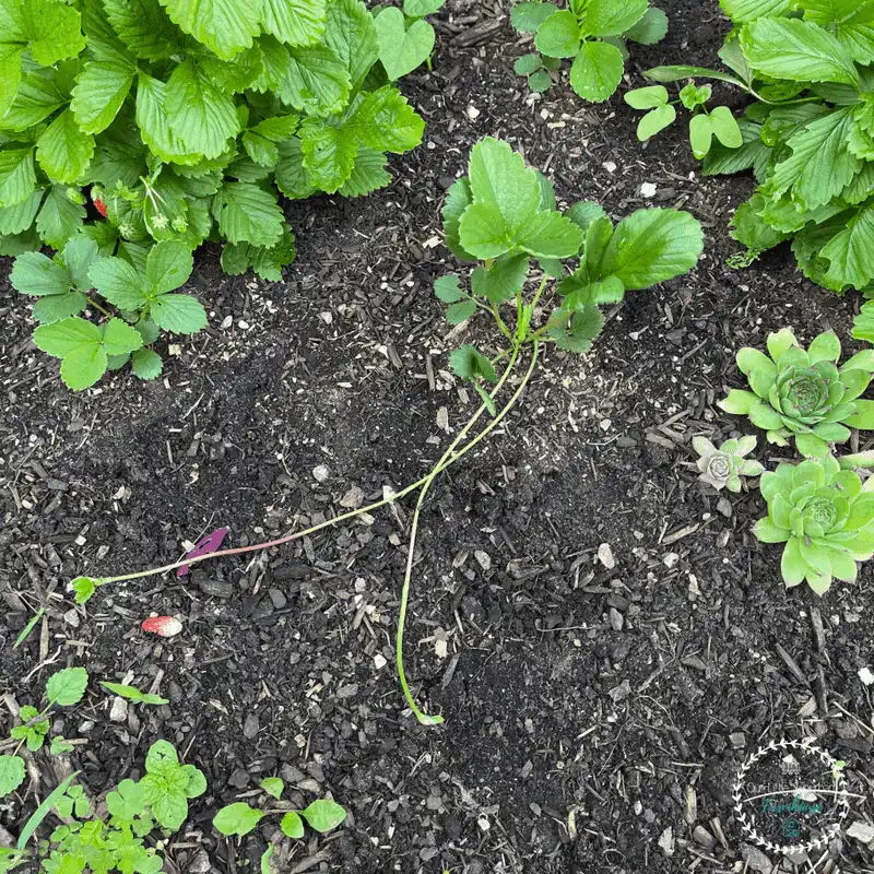 Mulching for Moisture Retention