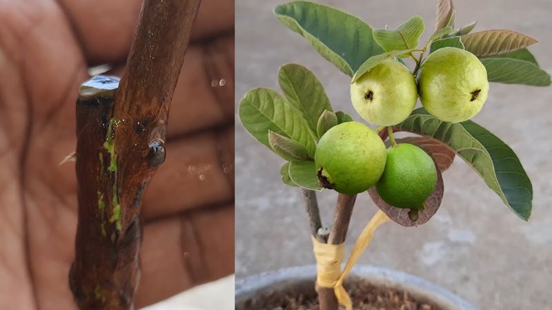 Grafting Techniques