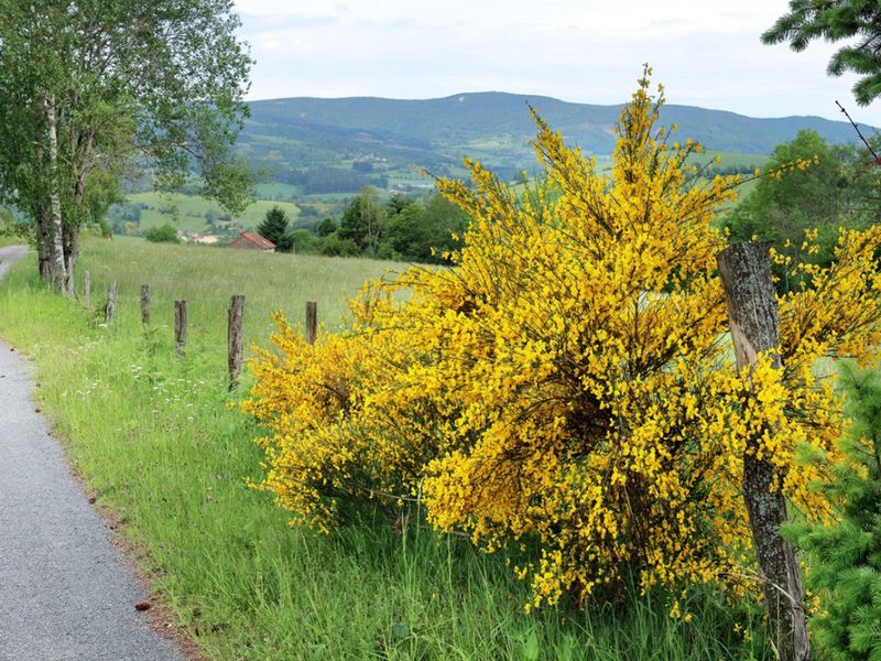 Broom