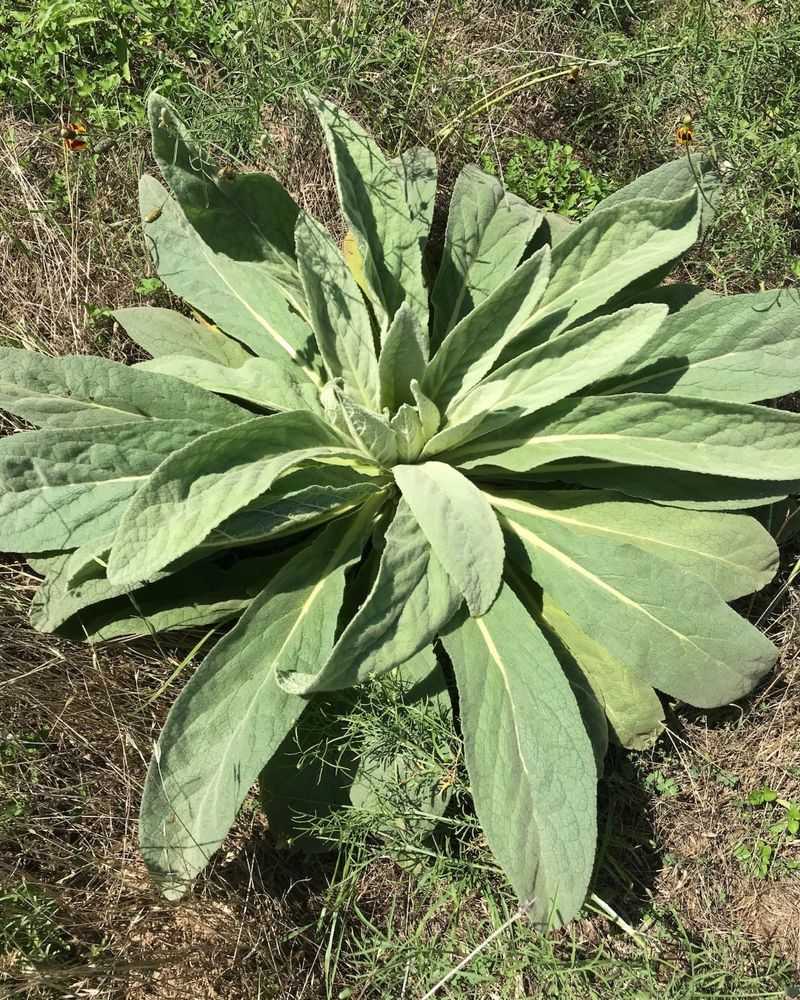 Mullein