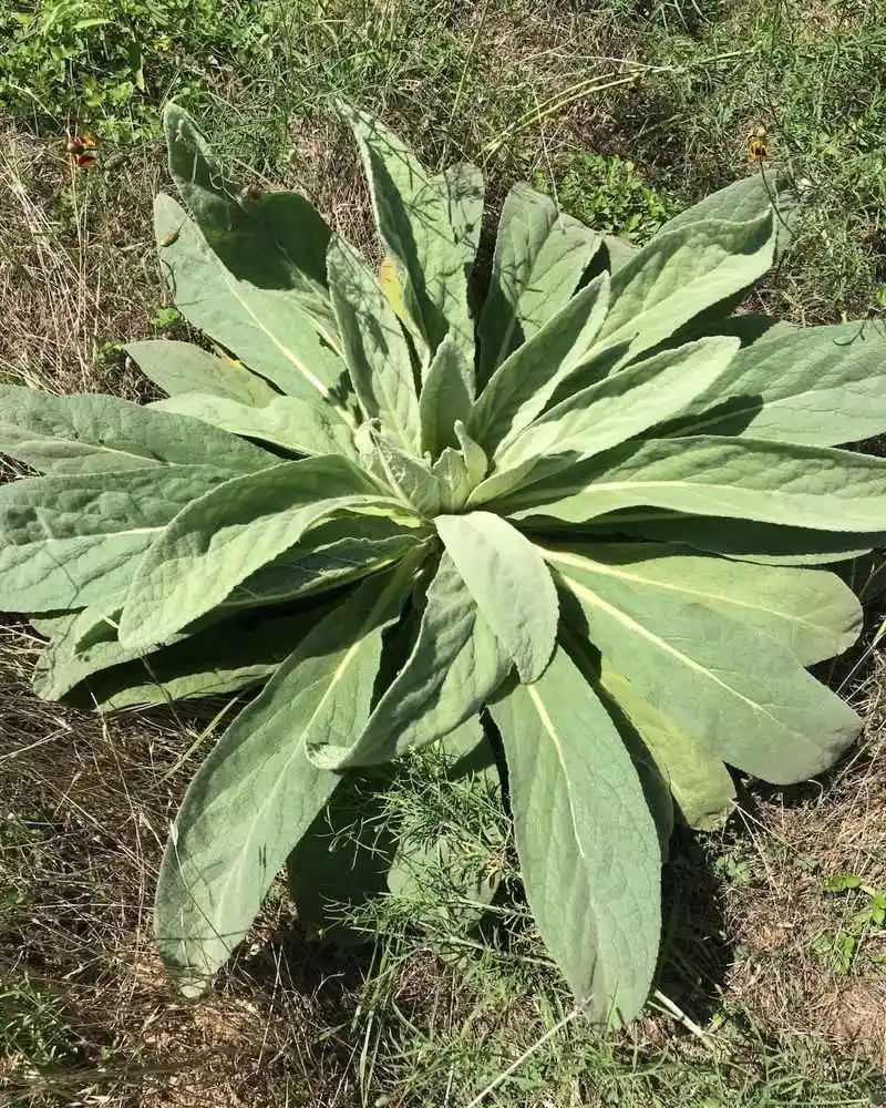 Mullein