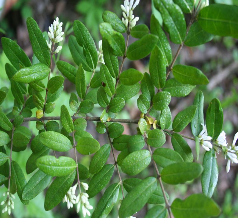 Privet