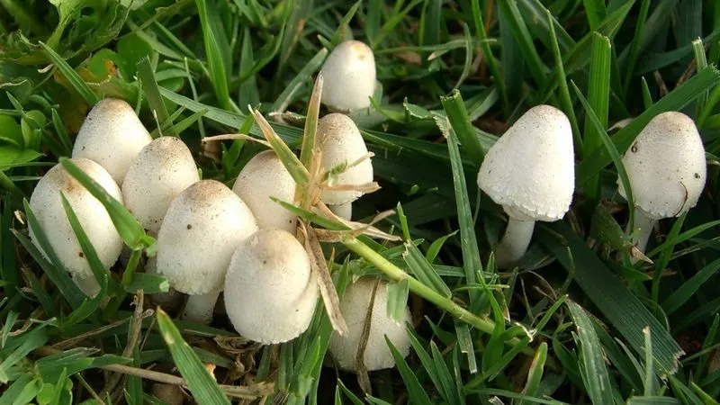 Mushroom Appearances
