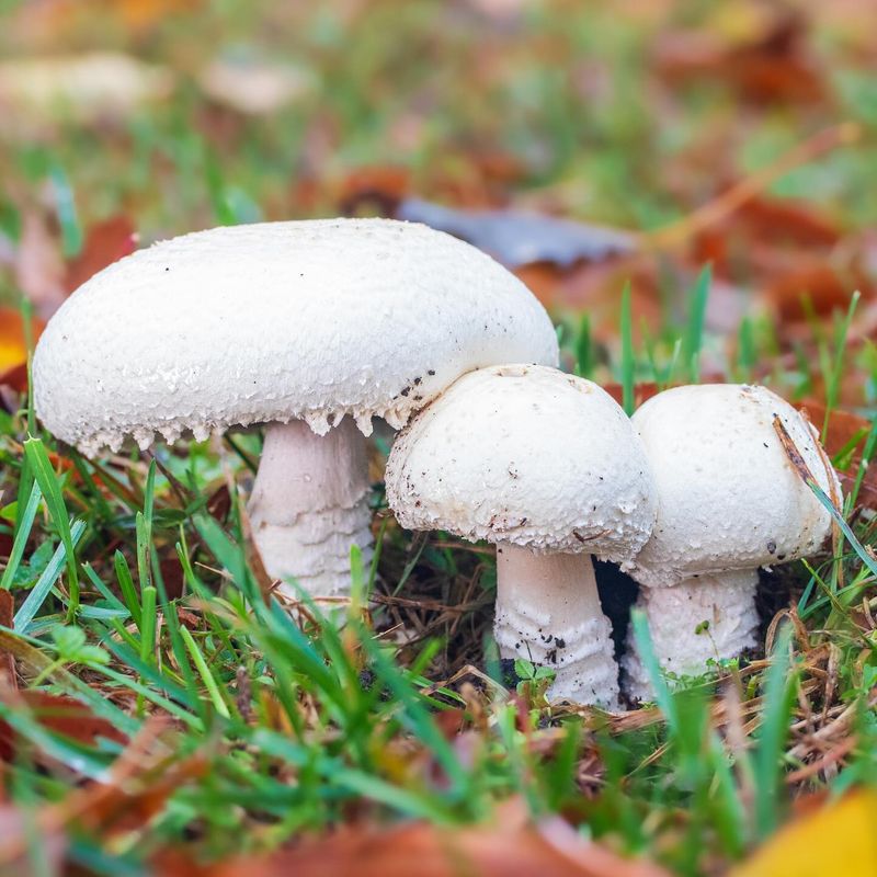 Mushrooms