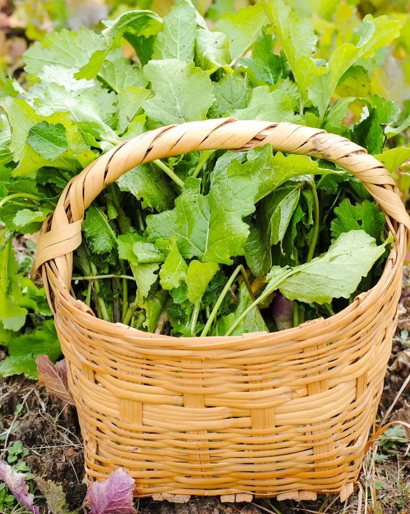 Turnip Greens