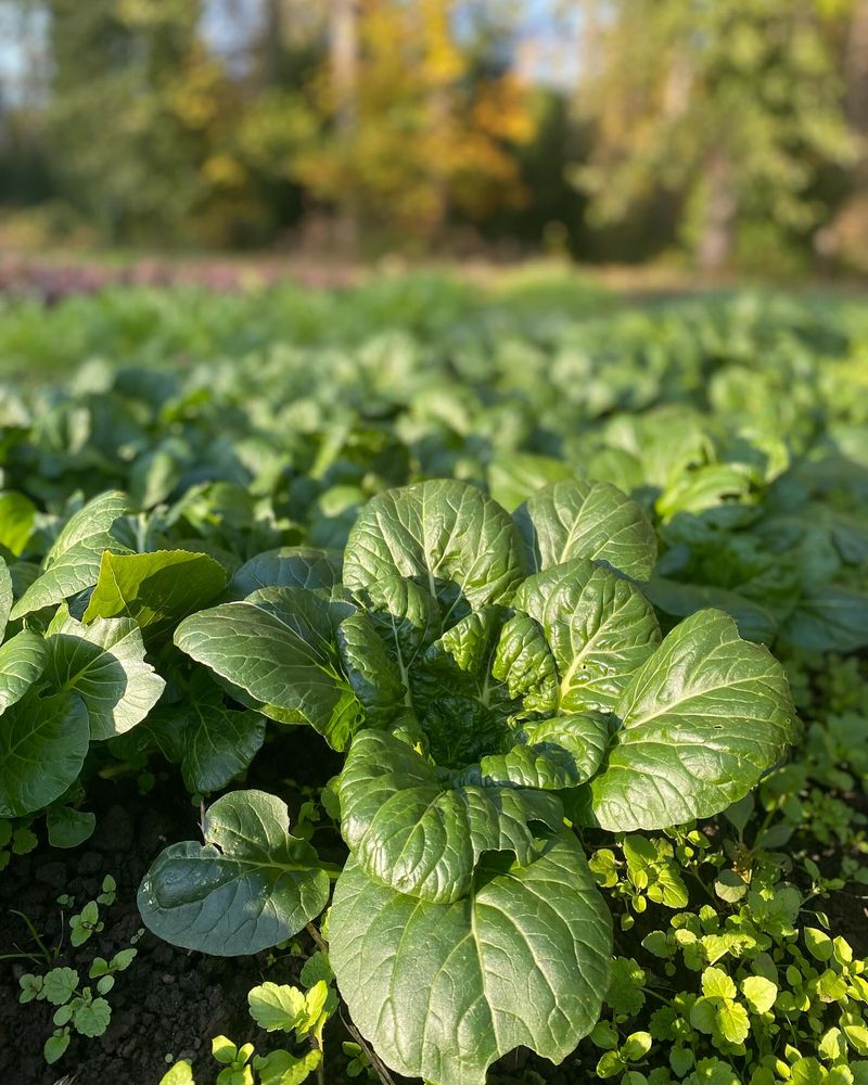 Mustard Greens