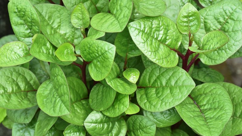Spinach