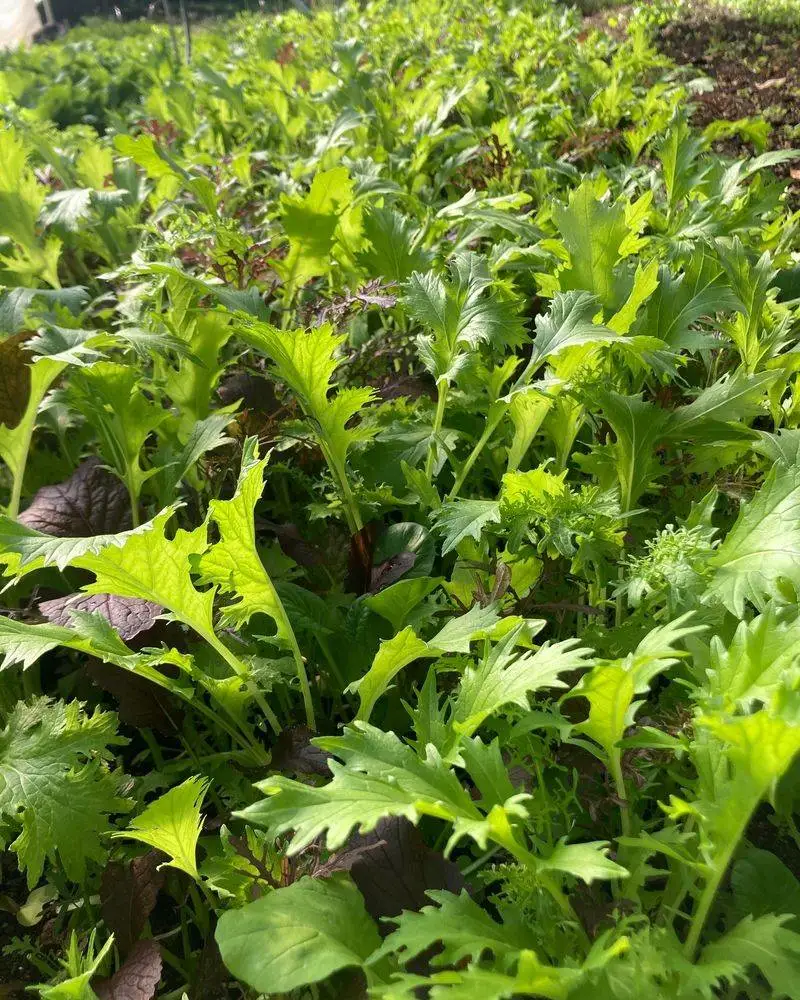 Mustard Greens