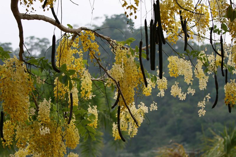 Cassia