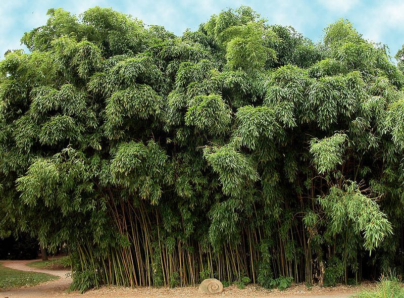 Bamboo