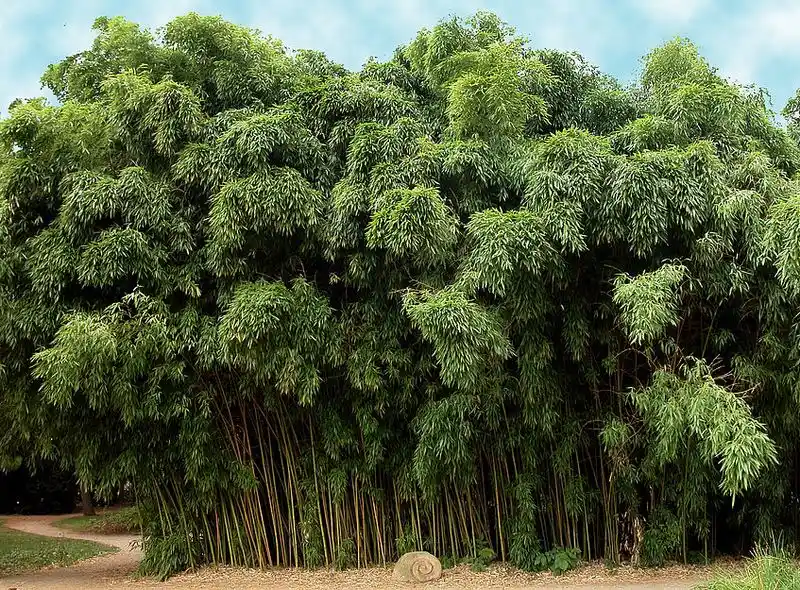Bamboo