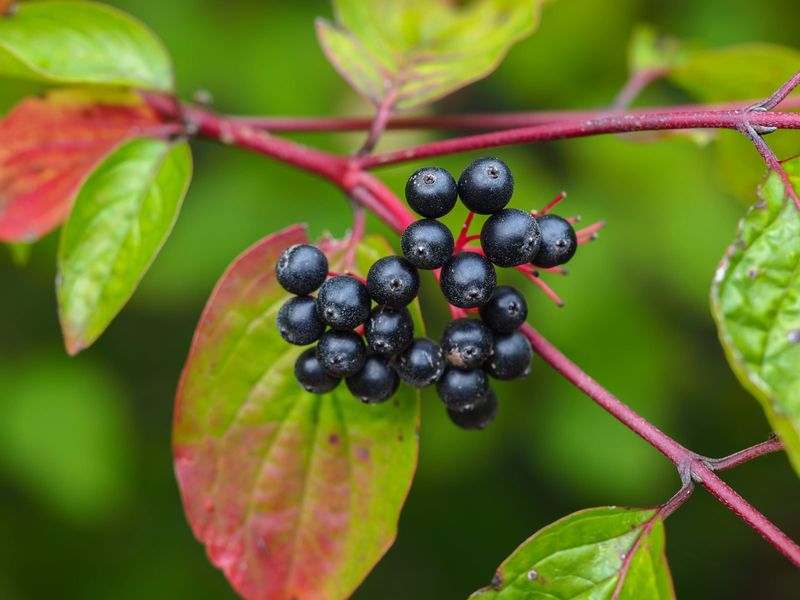 Nannyberry