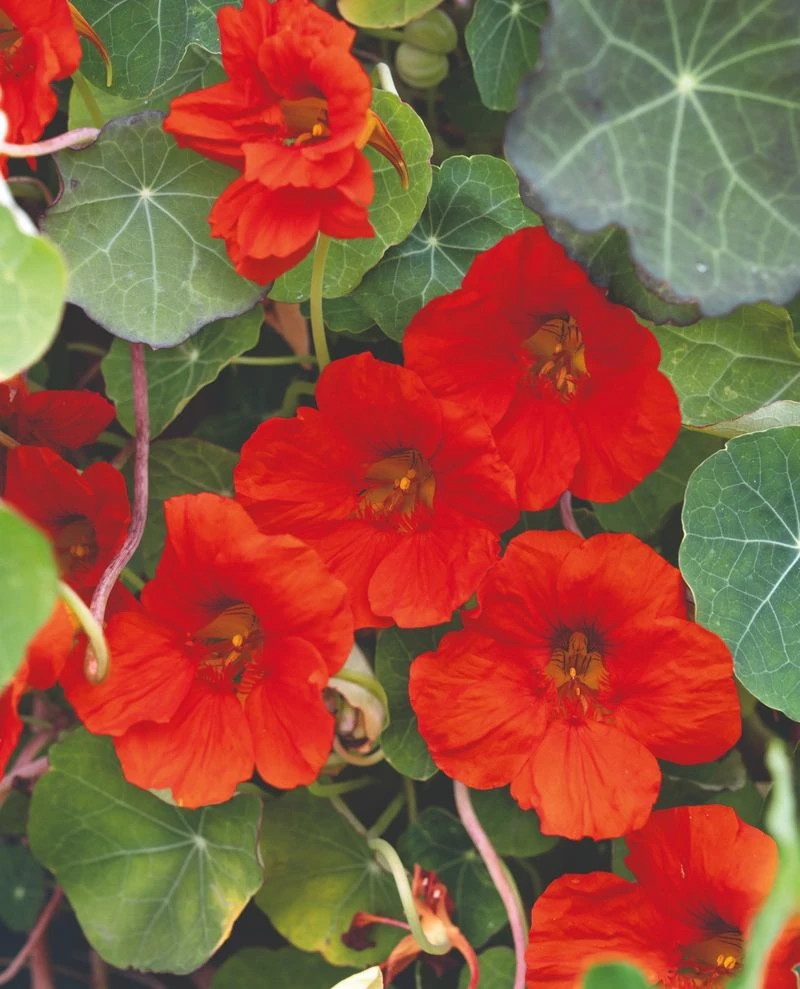 Nasturtium