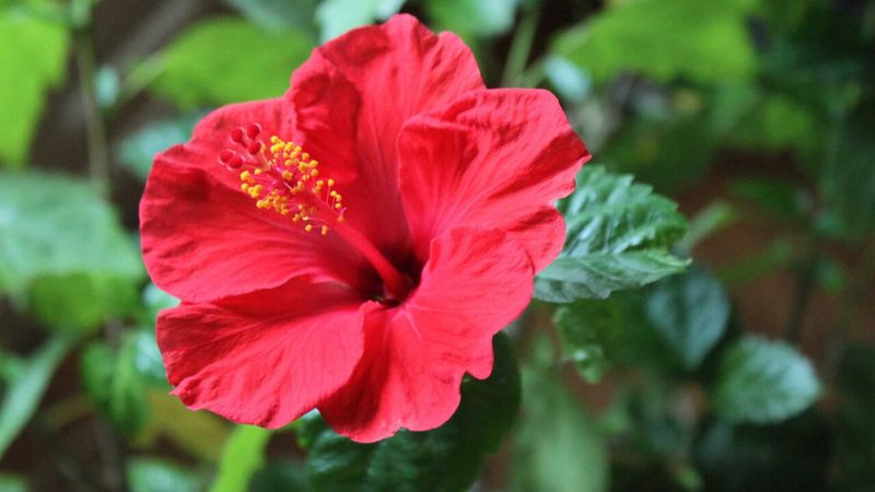 Hibiscus