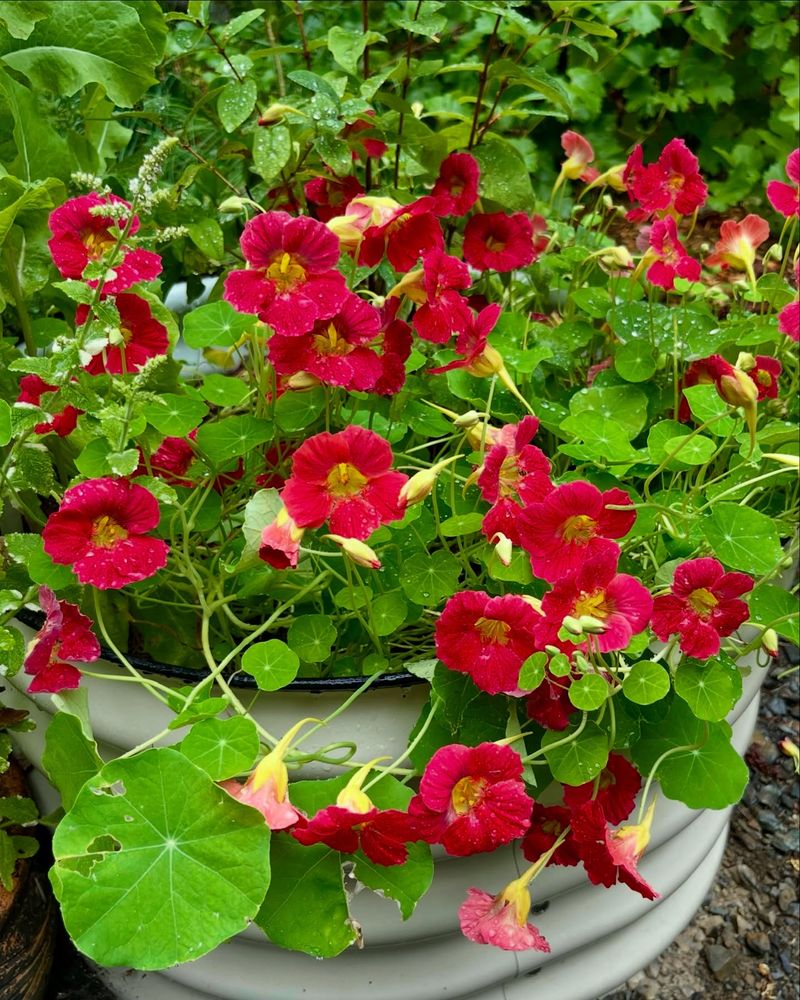 Nasturtium