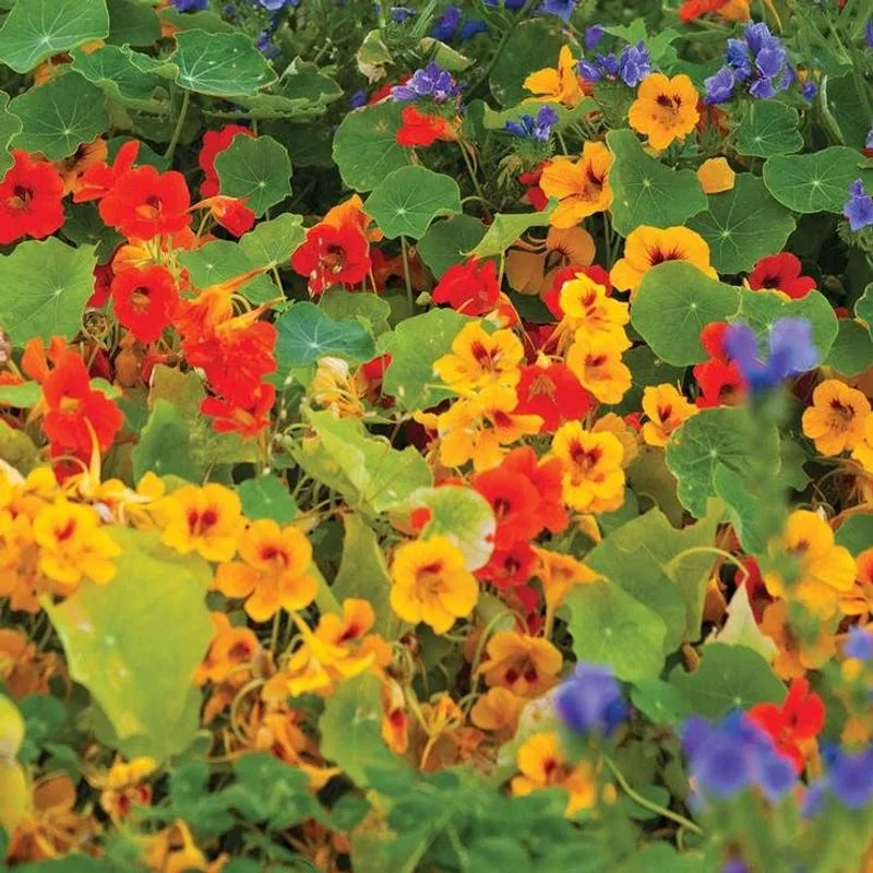 Nasturtium
