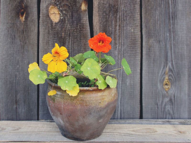 Nasturtium