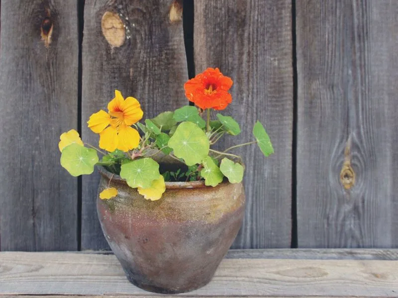 Nasturtium