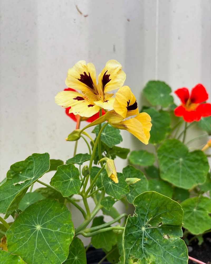 Nasturtium