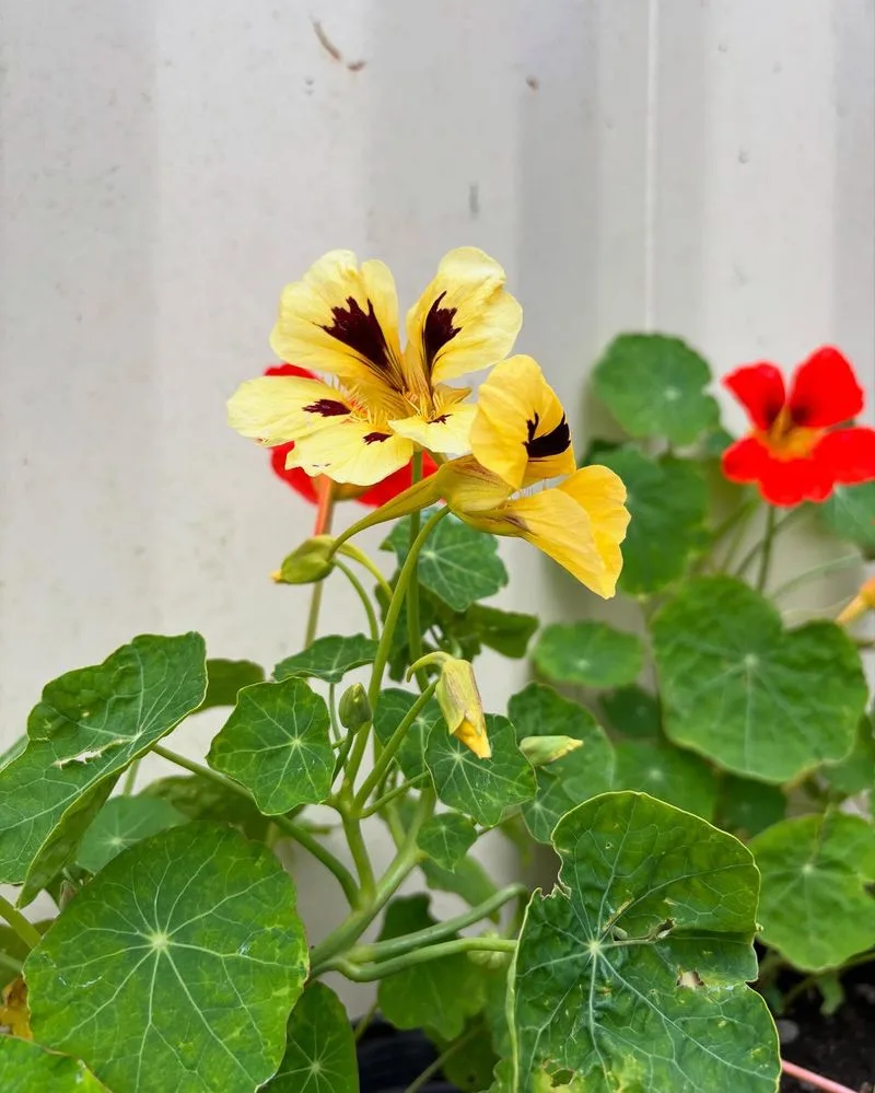 Nasturtium