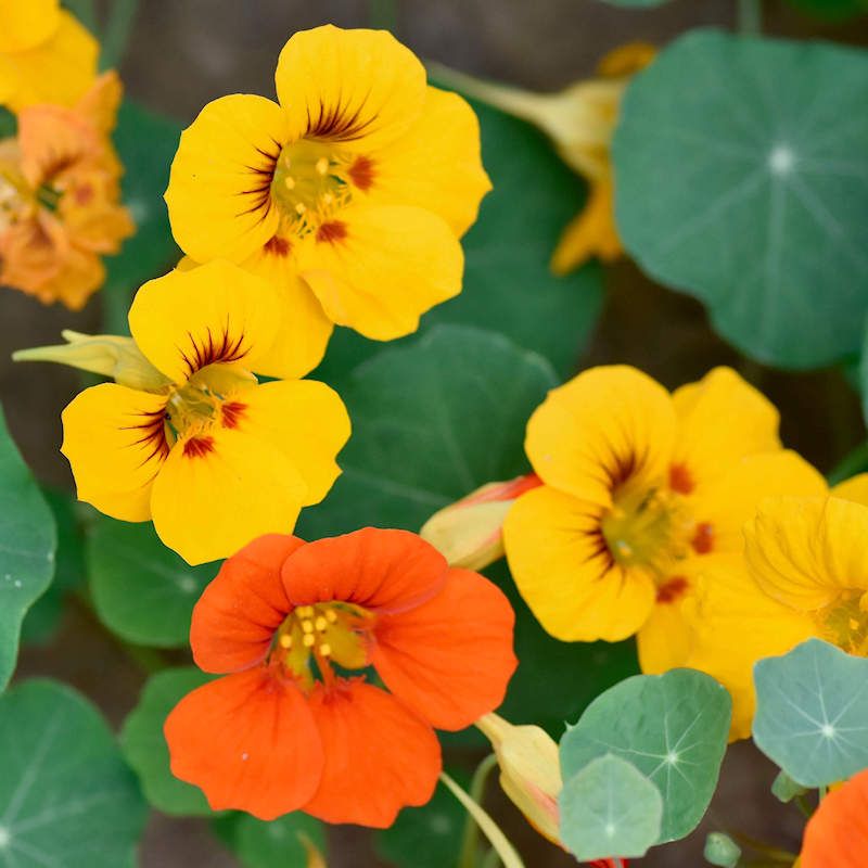 Nasturtium