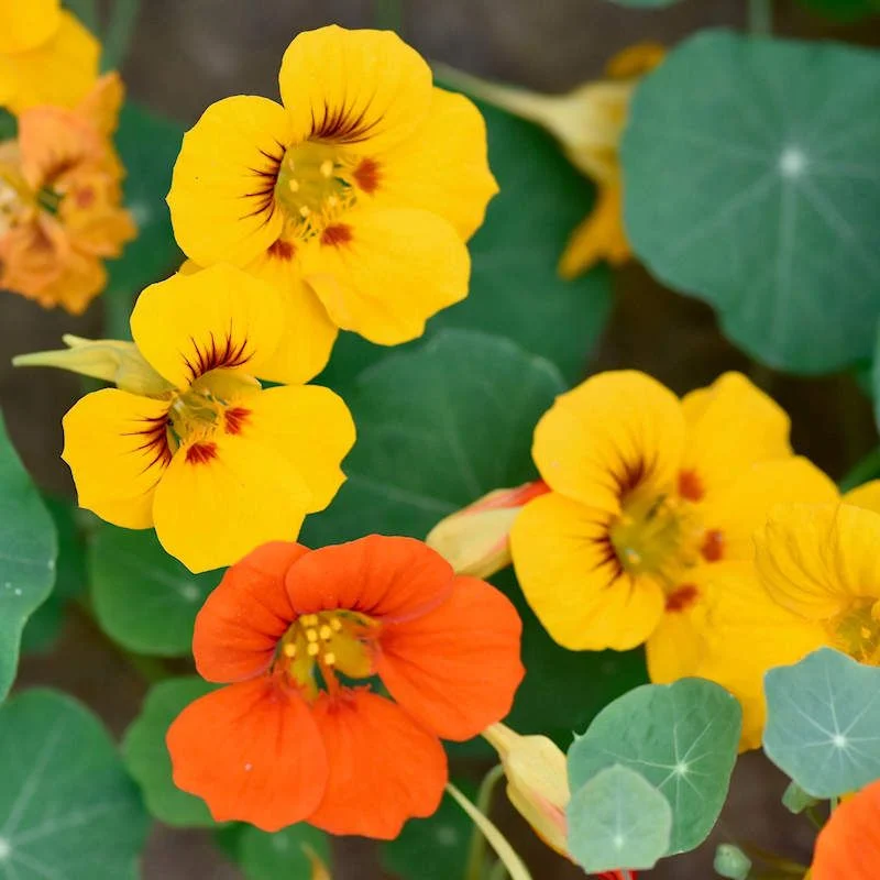 Nasturtium