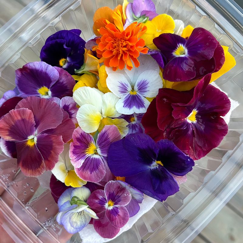 Viola