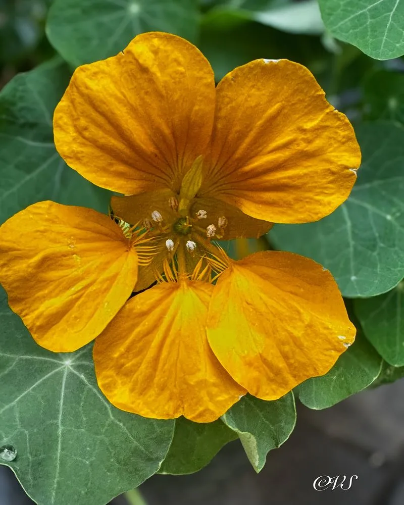 Nasturtium (Tropaeolum majus)