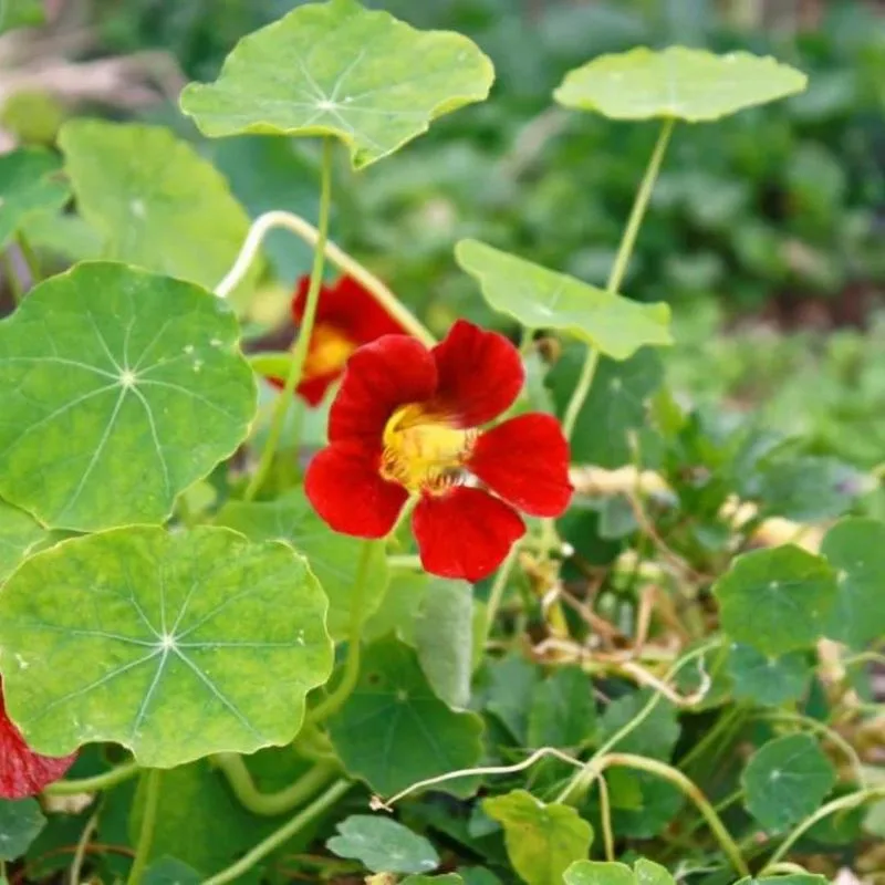 Nasturtium