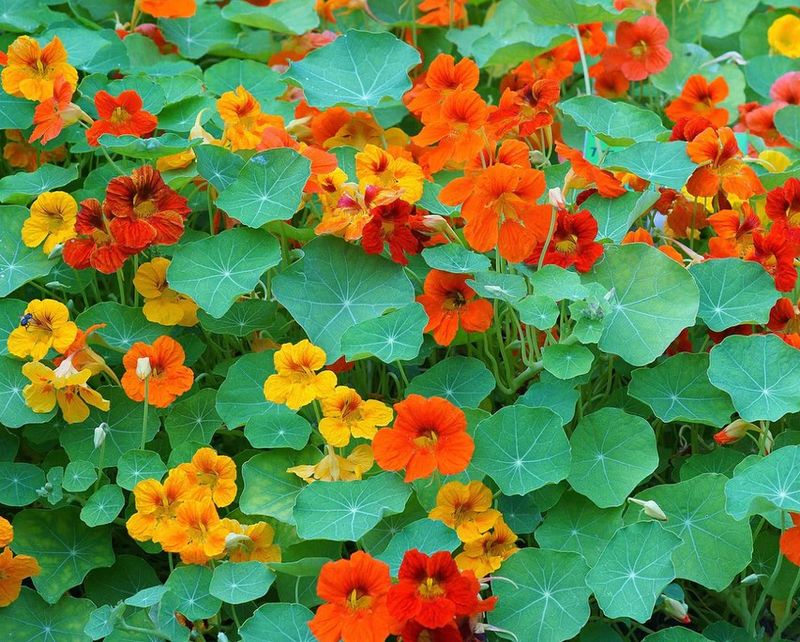 Nasturtiums