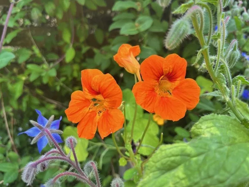 Nasturtiums