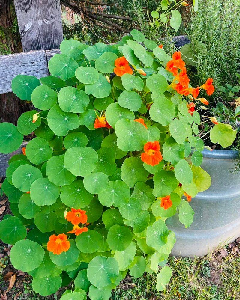 Nasturtiums