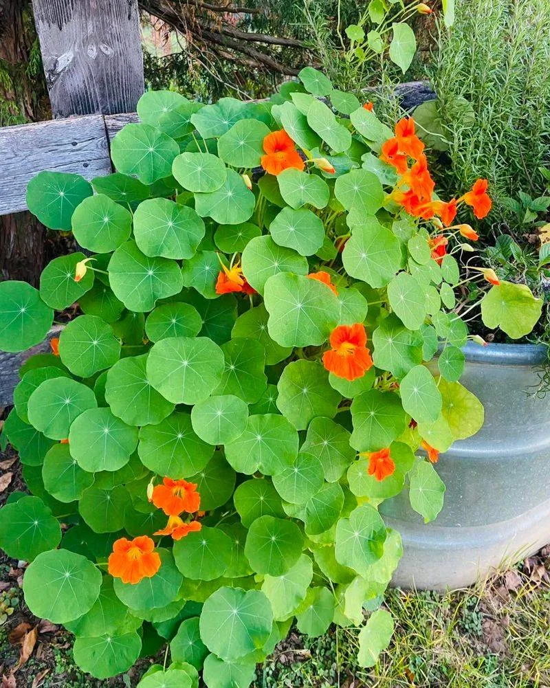 Nasturtiums