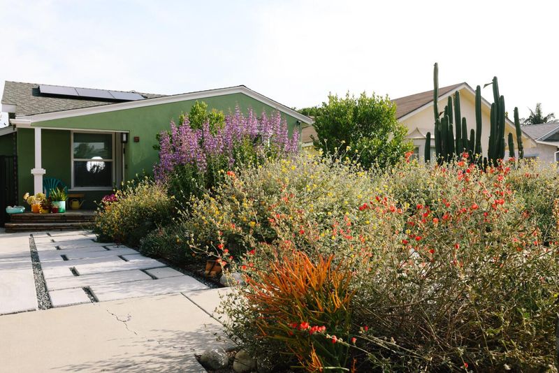 Native Shrubs