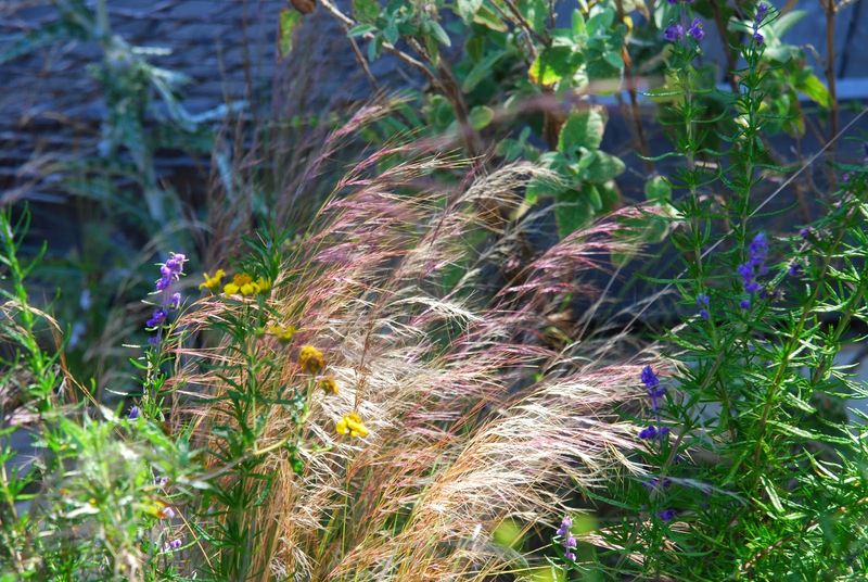 Native Grasslands