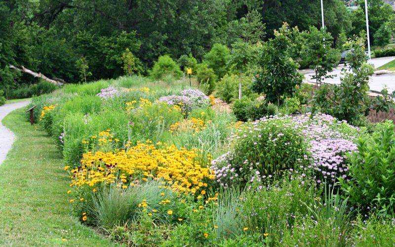 Native Plant Selection