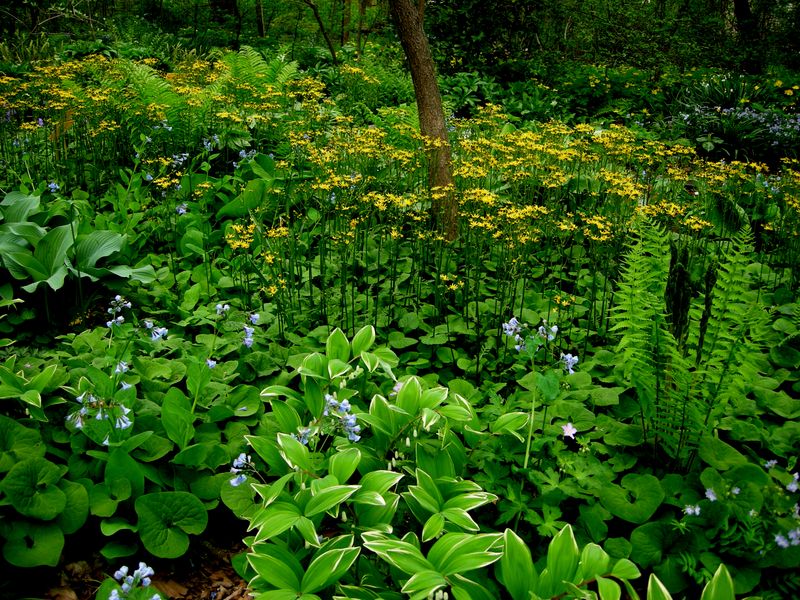 Shade-Loving Natives