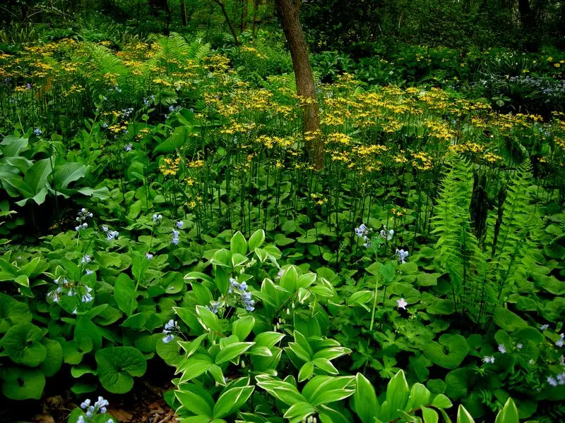 Shade-Loving Natives