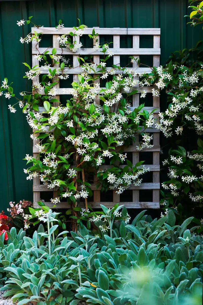 Non-Invasive Climbing Plants