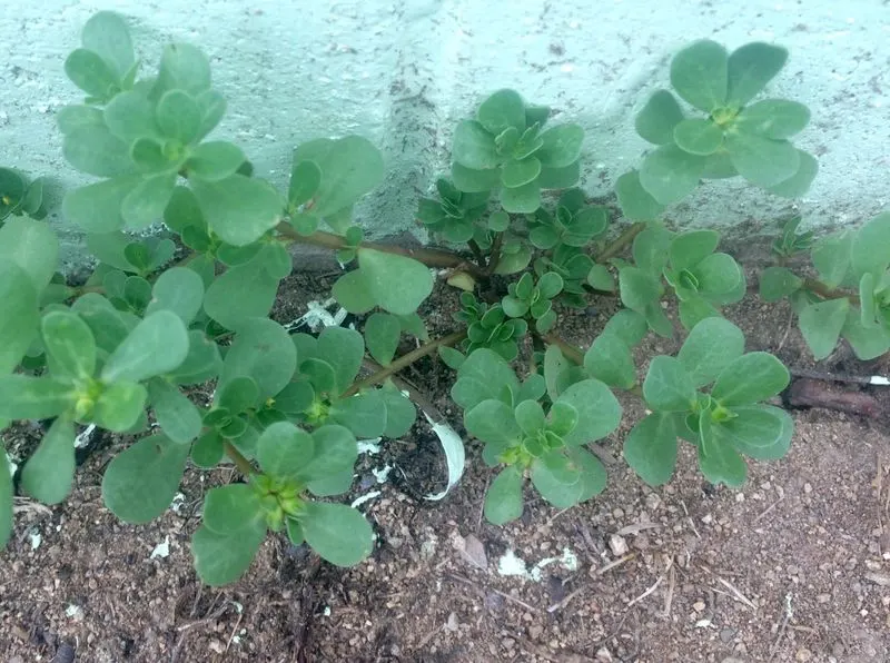 Enhances Immune Function