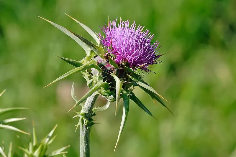 Natural Dye Source