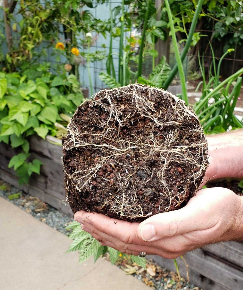 Natural Fertilizers