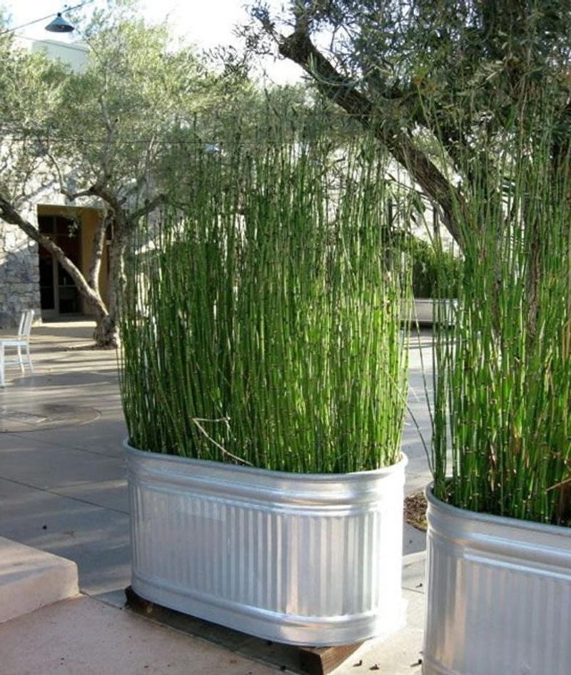 Natural Mosquito Repellent