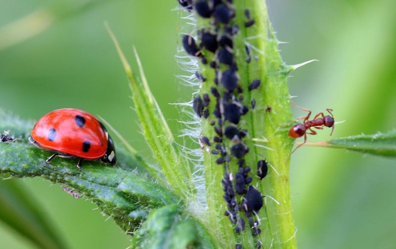 Natural Pest Control
