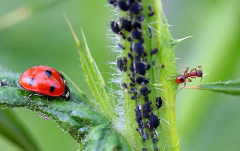 Natural Pest Control