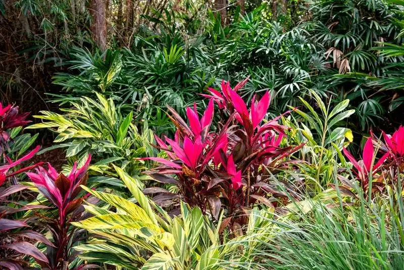 Natural Pest Control: Eco-Friendly Solutions