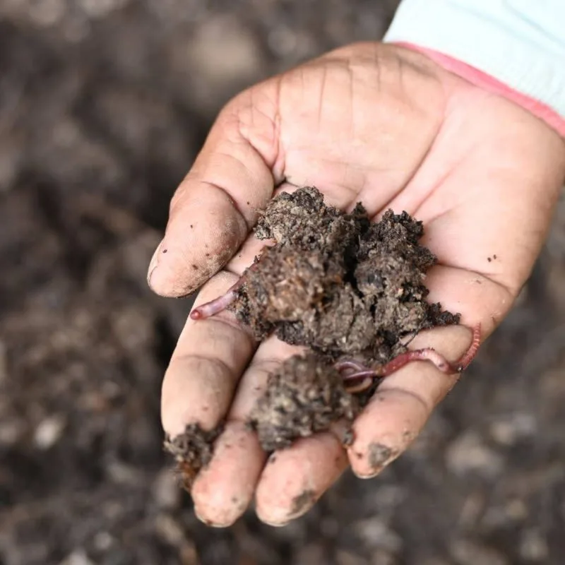 Natural Soil Regeneration